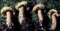 Image of Suillus intermedius