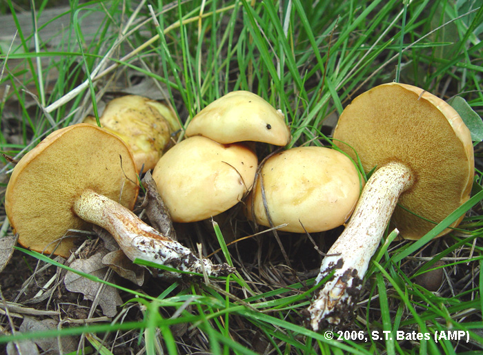 Suillus kaibabensis image