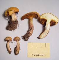 Suillus kaibabensis image