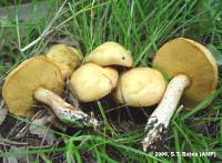 Image of Suillus kaibabensis