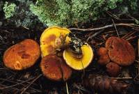 Suillus lakei image