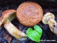 Image of Suillus lakei