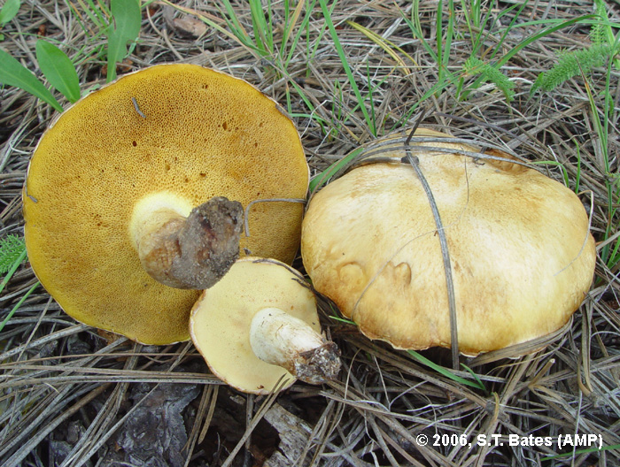 Suillus occidentalis image