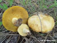 Image of Suillus occidentalis