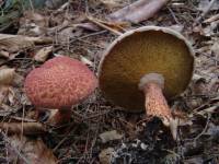 Suillus pictus image