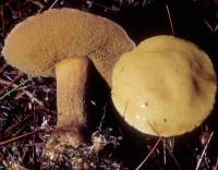 Suillus punctipes image