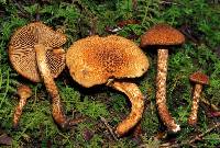 Inocybe unicolor image