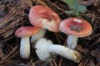 Russula cessans image