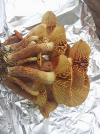 Gymnopilus dilepis image