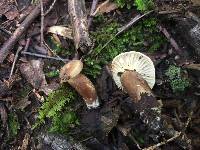 Lactarius gerardii image