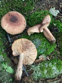 Lactarius mutabilis image