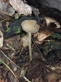 Helvella macropus image