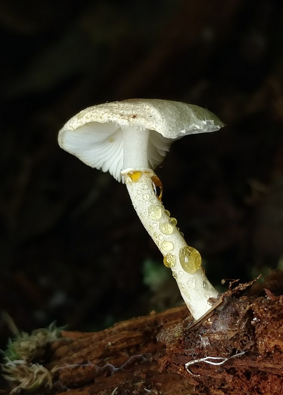 Leucoagaricus dacrytus image