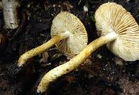 Inocybe subochracea image