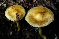 Inocybe subochracea image