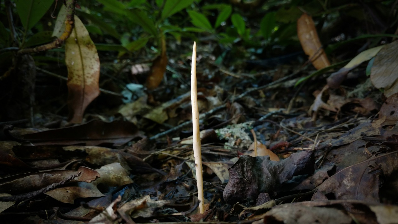 Clavulinopsis appalachiensis image