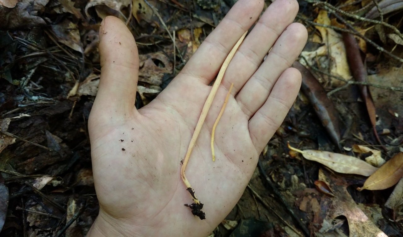 Clavulinopsis appalachiensis image