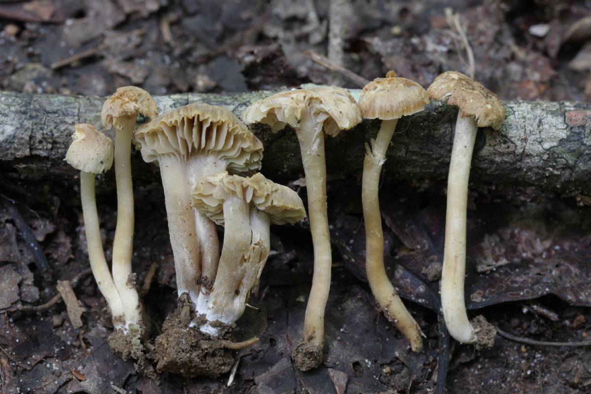 Hygrocybe deceptiva image