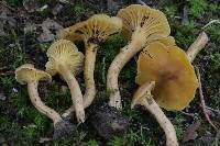 Cantharellus appalachiensis image