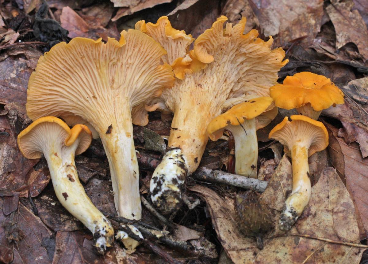 Cantharellus velutinus image