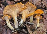 Cantharellus velutinus image