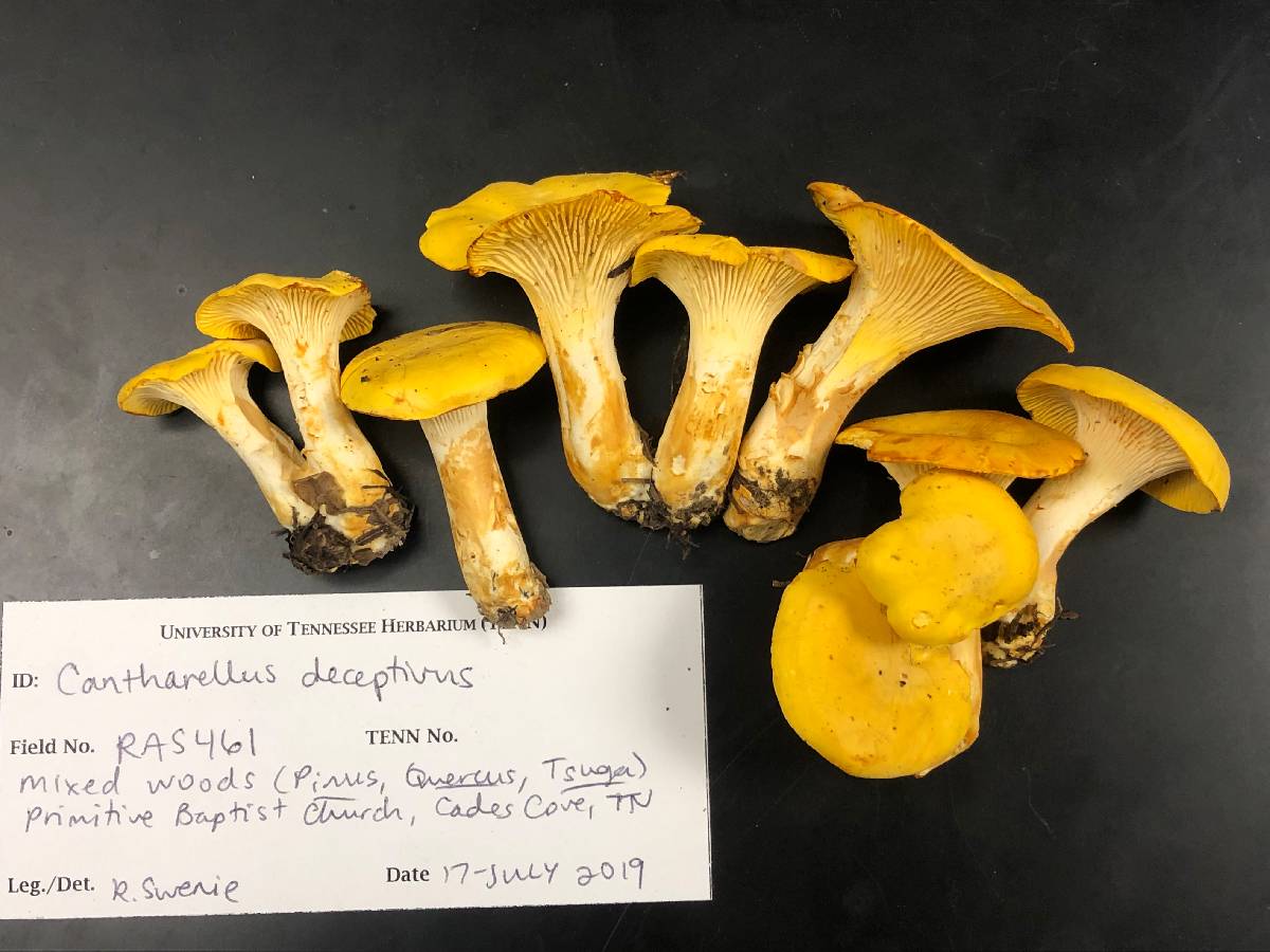 Cantharellus deceptivus image