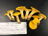 Cantharellus deceptivus image