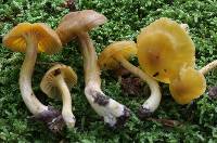 Cantharellus appalachiensis image