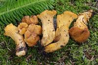 Cantharellus camphoratus image