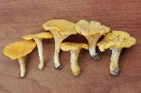 Cantharellus tenuithrix image