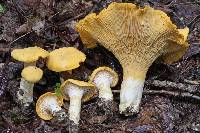 Cantharellus tenuithrix image