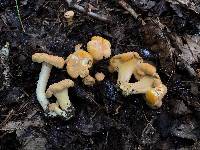 Cantharellus flavolateritius image