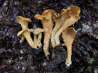 Cantharellus flavolateritius image