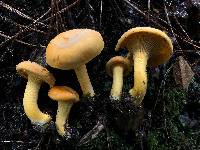 Cantharellus flavus image