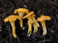 Cantharellus flavus image