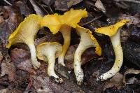 Cantharellus velutinus image