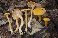 Cantharellus persicinus image