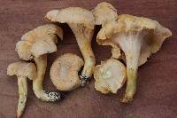 Cantharellus flavolateritius image
