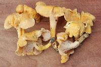 Cantharellus flavolateritius image