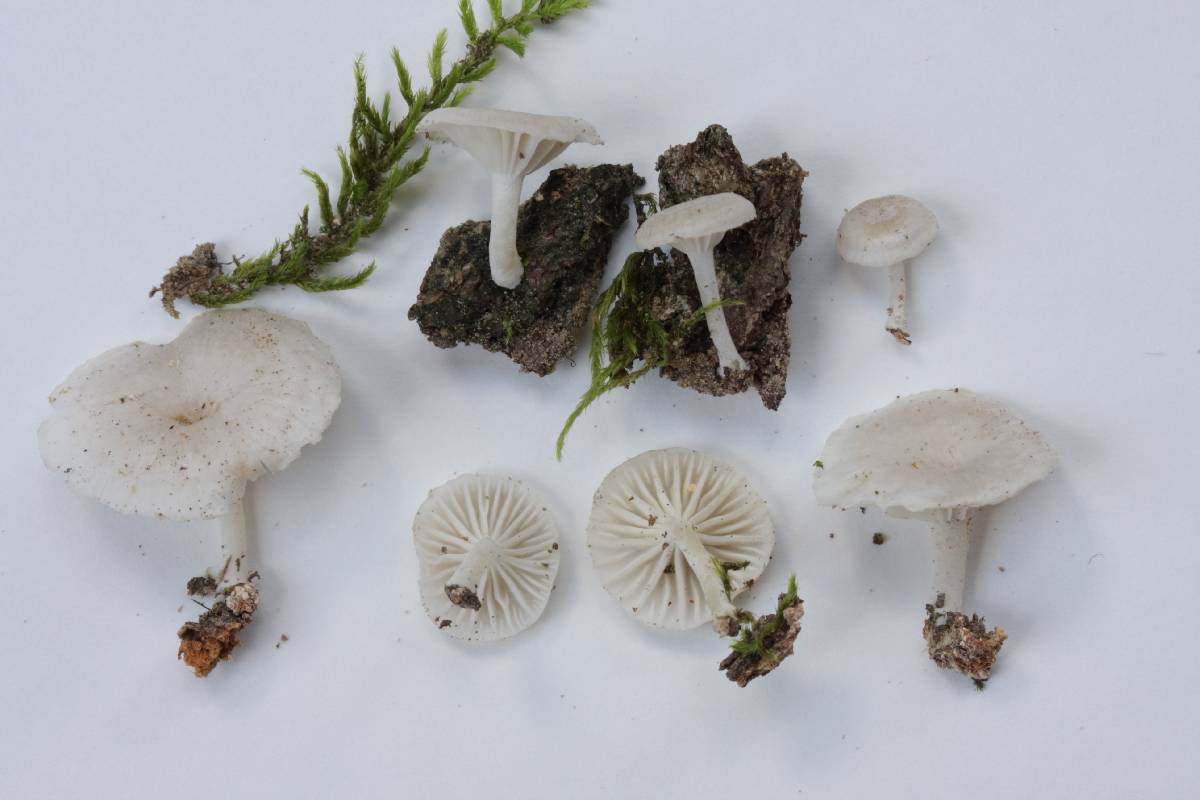 Clitocybe ulmicola image