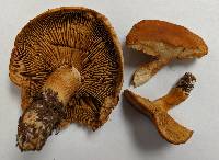 Cortinarius crassus image