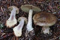 Cortinarius scaurus image