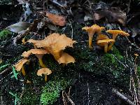 Cantharellus ignicolor image