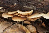 Crepidotus crocophyllus image