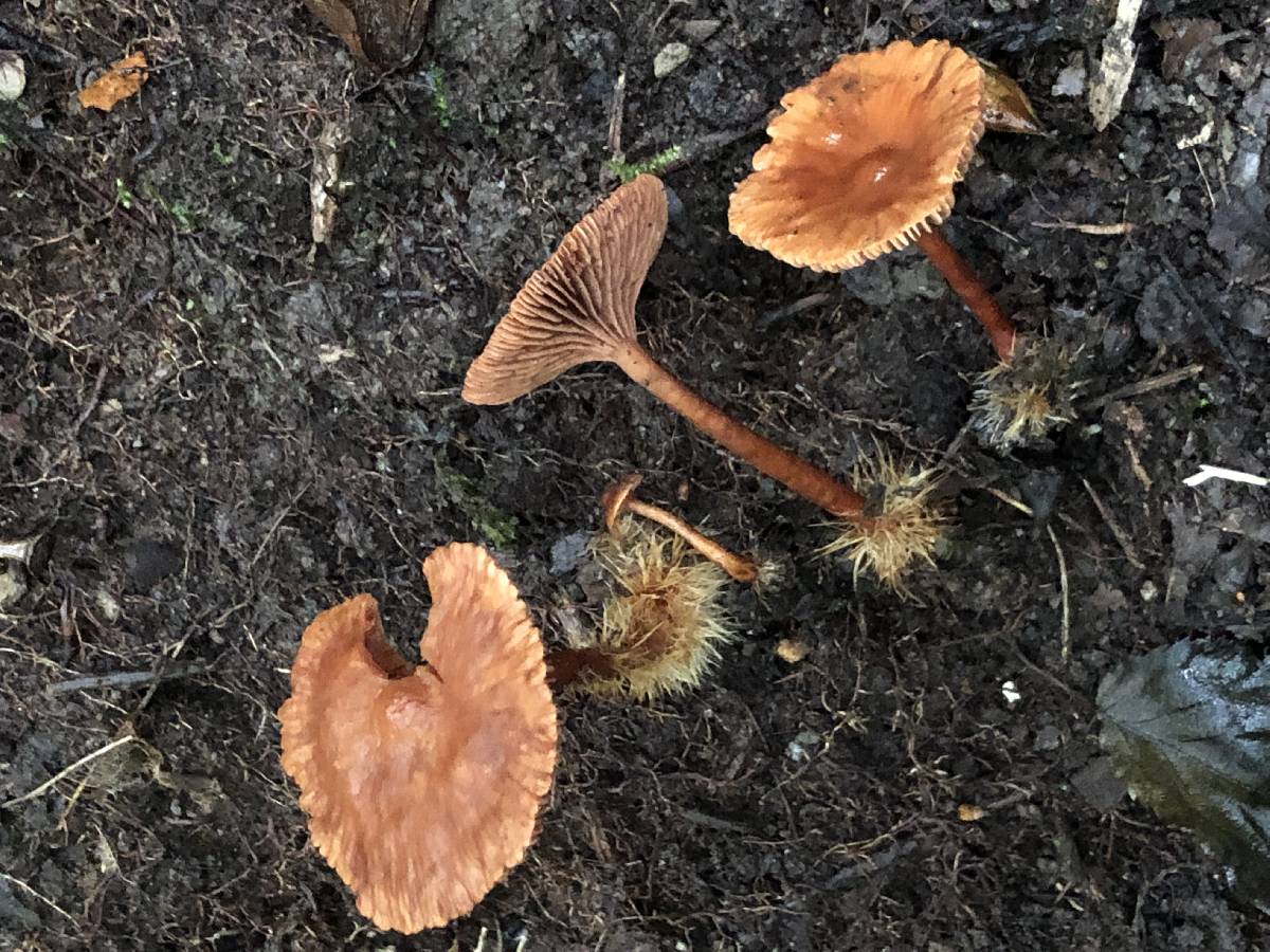 Lactarius strigosipes image