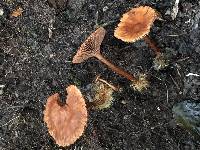 Image of Lactarius strigosipes