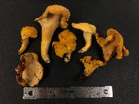 Cantharellus flavolateritius image