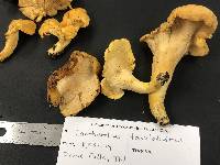 Cantharellus flavolateritius image