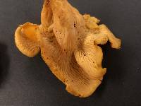 Cantharellus flavolateritius image