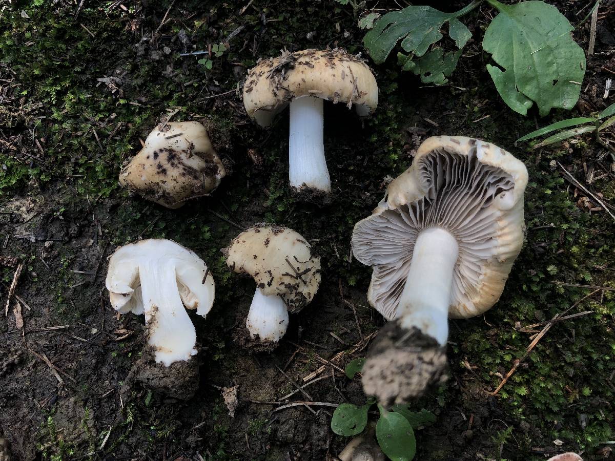 Inocybe fibrosa image